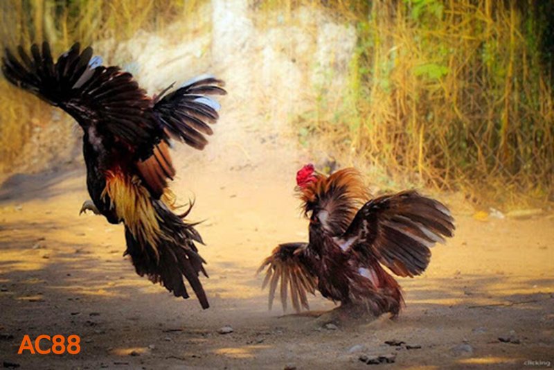 Đá Gà Cựa Sắt - Trải nghiệm trực tuyến tại AC88 có gì đáng chú ý?