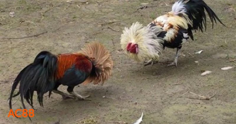 Đá Gà AC88 - Khái niệm cơ bản về chuyên mục đá gà trực tuyến